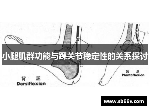 小腿肌群功能与踝关节稳定性的关系探讨